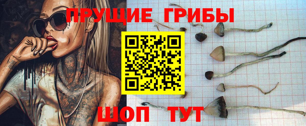Курган  где можно купить   Вход с VPN  Галлюциногенные грибы MAGIC MUSHROOMS 